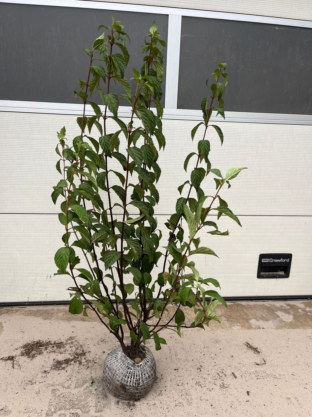 Viburnum bodn. 'Charles Lamont' - 100-125 CM RB